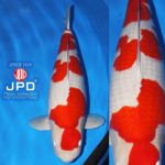 JPD Koi Photo Collections  2020 All Japan Koi show.