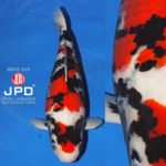 JPD Koi Photo Collections  2020 All Japan Koi show.