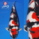 JPD Koi Photo Collections