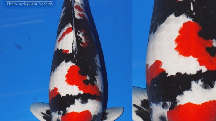 JPD Koi Photo Collections