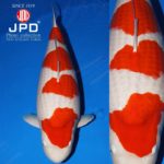 JPD Koi Photo Collections