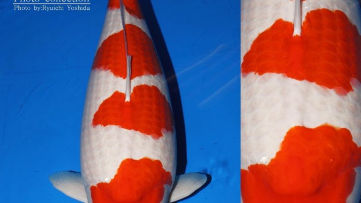 JPD Koi Photo Collections