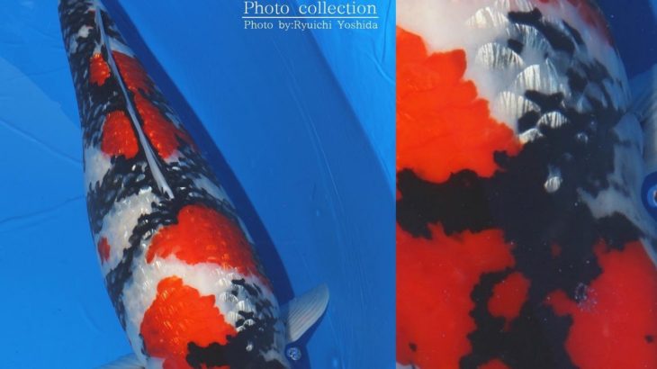 JPD Koi Photo Collections