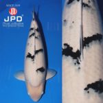 JPD Koi Photo Collections