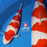 JPD Koi Photo Collections