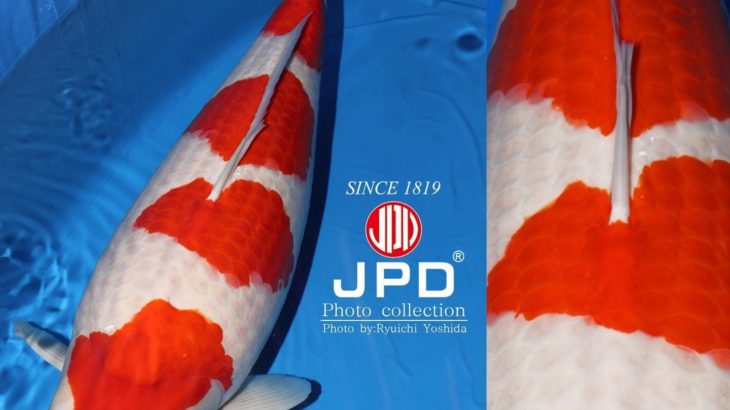 JPD Koi Photo Collections