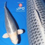 JPD Koi Photo Collections