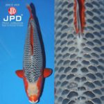 JPD Koi Photo Collections