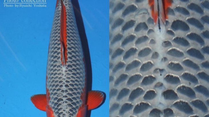 JPD Koi Photo Collections