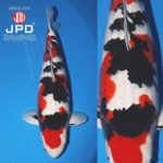 JPD Koi Photo Collections