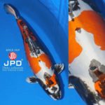 JPD Koi Photo Collections