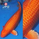 JPD Koi Photo Collections