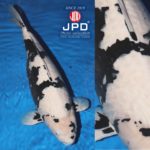 JPD Koi Photo Collections