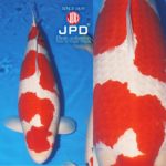 JPD Koi Photo Collections