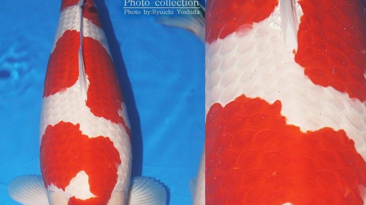 JPD Koi Photo Collections