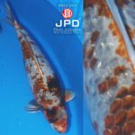 JPD Koi Photo Collections