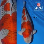 JPD Koi Photo Collections