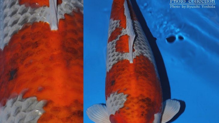 JPD Koi Photo Collections