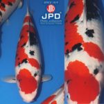 JPD Koi Photo Collections