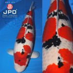 JPD Koi Photo Collections