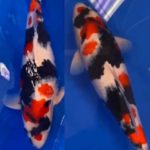 JPD Koi Photo Collections