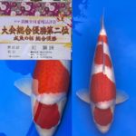 March 27-28, 2021 37th All Japan Young Koi Show