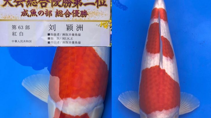 March 27-28, 2021 37th All Japan Young Koi Show