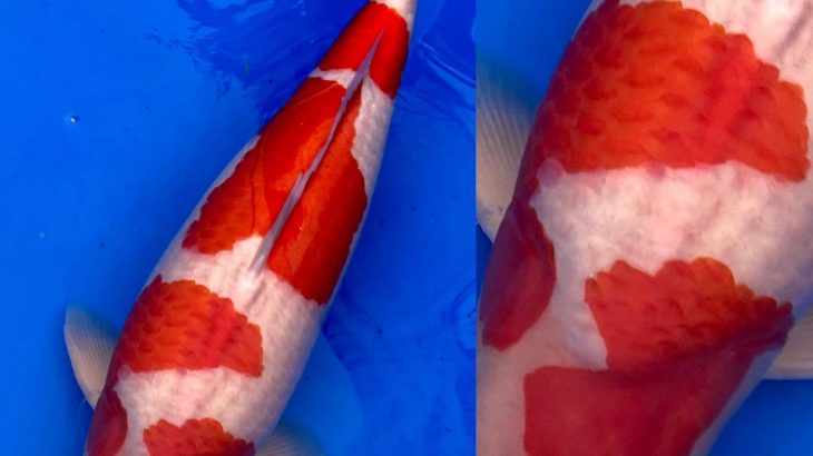 March 27-28, 2021 37th All Japan Young Koi Show