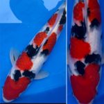 March 27-28, 2021 37th All Japan Young Koi Show