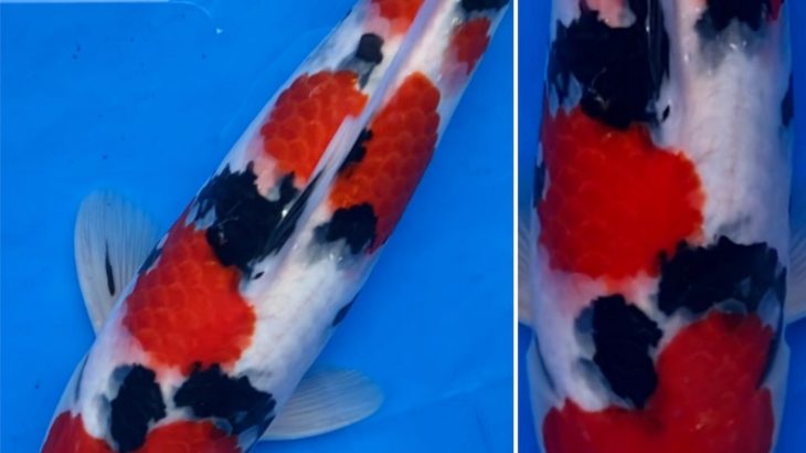 March 27-28, 2021 37th All Japan Young Koi Show