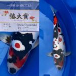 March 27-28, 2021 37th All Japan Young Koi Show