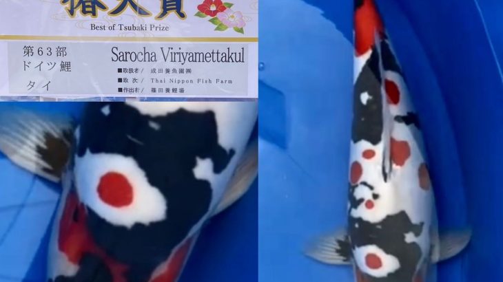 March 27-28, 2021 37th All Japan Young Koi Show