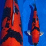 ZNA Kinki district koi show on April 11 2021