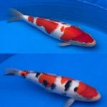 8th international junior koi show 2021 on 24April