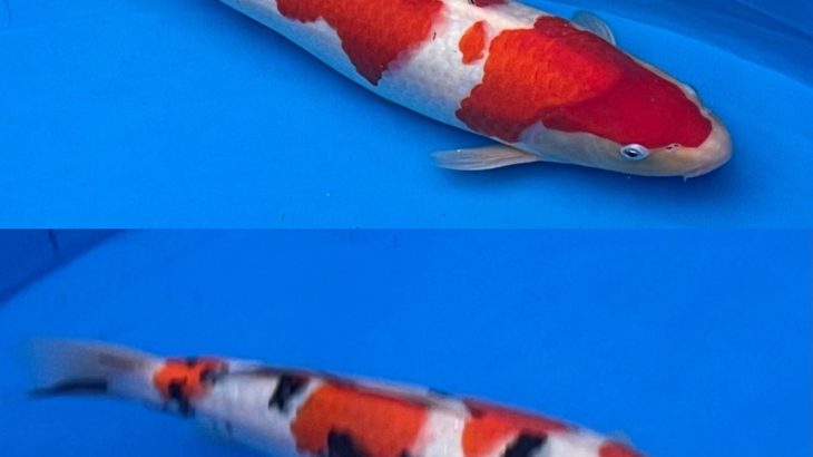 8th international junior koi show 2021 on 24April