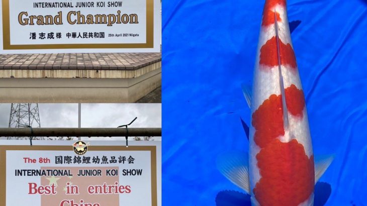 The 8th International Junior Koi show 2021 on 24-25 April