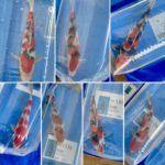 8th international junior koi show 2021 on 24April