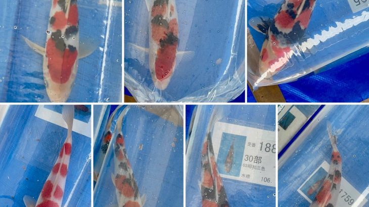 8th international junior koi show 2021 on 24April