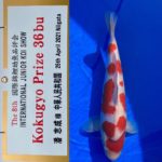 The 8th International Junior Koi show 2021 on 24-25 April