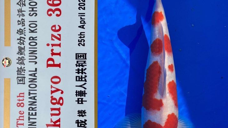 The 8th International Junior Koi show 2021 on 24-25 April