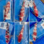 8th international junior koi show 2021 on 24April