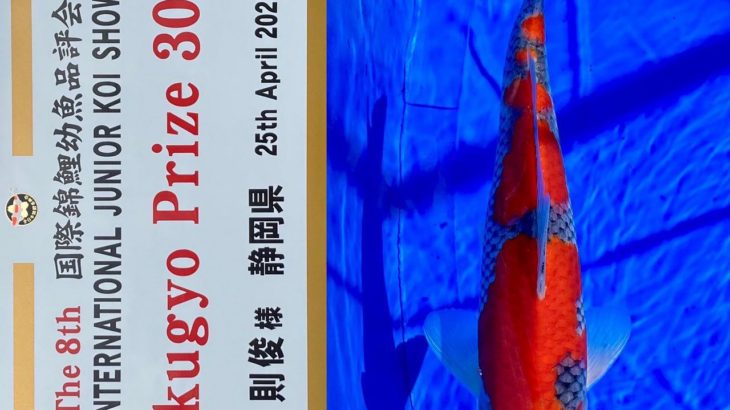 The 8th International Junior Koi show 2021 on 24-25 April