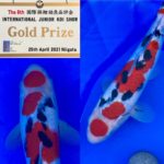 The 8th International Junior Koi show 2021 on 24-25 April