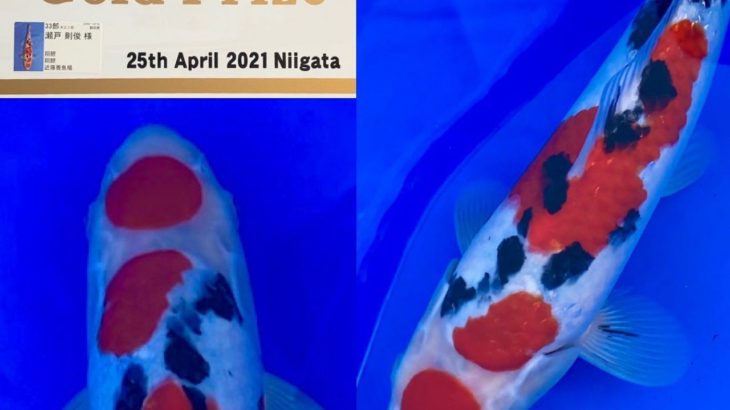 The 8th International Junior Koi show 2021 on 24-25 April