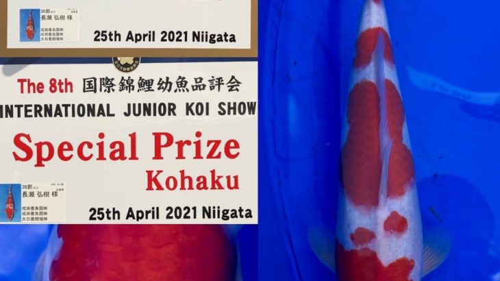 The 8th International Junior Koi show 2021 on 24-25 April