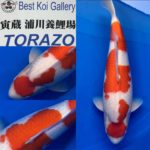 The 8th International Junior Koi show 2021 on 24-25 April