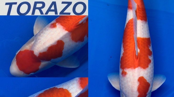 The 8th International Junior Koi show 2021 on 24-25 April