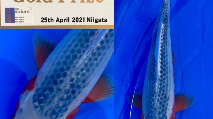 The 8th International Junior Koi show 2021 on 24-25 April