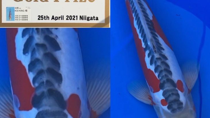 The 8th International Junior Koi show 2021 on 24-25 April