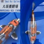 The 8th International Junior Koi show 2021 on 24-25 April